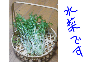 v-1259317519.png
