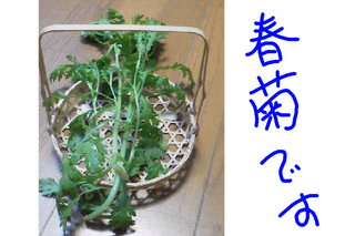 v-1259536507.png