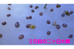 v-728379920.png